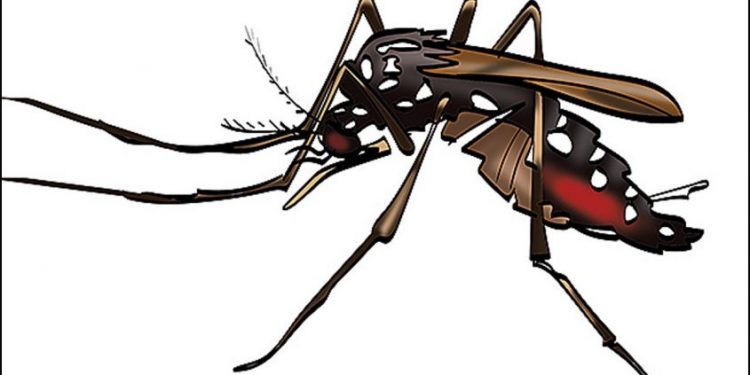 കൊതുകിനെ കൊല്ലാന് ബാക്ടീരിയ: പുതിയ സാങ്കേതിക വിദ്യ അവതരിപ്പിച്ച് ഐസിഎംആര്