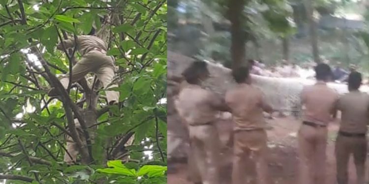 പൂജപ്പരയിൽ ജയിൽ ചാടി മരത്തിൽ കയറിയ പ്രതിയെ ‘ വീഴ്ത്തി ’ ; വലയിൽ കുരുങ്ങി