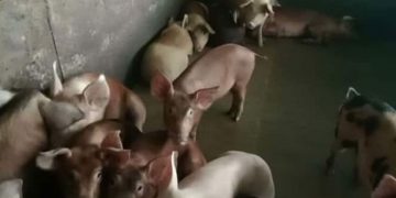 വയനാട്ടിൽ വീണ്ടും ആഫ്രിക്കൻ പന്നിപ്പിനി,നെന്മേനി 11ാം വാർഡിലെ ഫാമിൽ,200പന്നികളെ കൊന്നൊടുക്കും