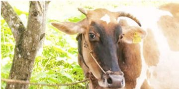 മിണ്ടാപ്രാണിയോട് കൊടും ക്രൂരത ; പശുവിന്‍റെ കൊമ്പ് മുറിച്ച് ദ്രോഹം, പൊലീസ് അന്വേഷണം തുടങ്ങി