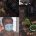 വീട്ടിനകത്ത് കഞ്ചാവ് ചെടി നട്ടു വളർത്തിയ യുവാവിനെ പൊലീസ് അറസ്റ്റ് ചെയ്തു