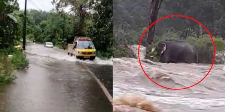 ചാലക്കുടി പുഴയിൽ ജലനിരപ്പ് ഉയർന്നു; അതിരപ്പിള്ളിയില് ആന മലവെള്ളപ്പാച്ചിലില് കുടുങ്ങി