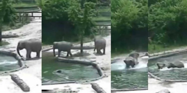 തടാകത്തിൽ വീണ് കുട്ടിയാന; എടുത്തു ചാടി അമ്മയാനയും