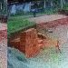 സ്കൂൾ വാനിൽ നിന്നിറങ്ങി, പിന്നാലെ പാഞ്ഞടുത്ത് മൂന്ന് നായ്ക്കൾ, രക്ഷപ്പെട്ടത് തനാരിഴയ്ക്ക്