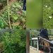 വയനാട് കിടങ്ങിൽ വീണ ആനക്കുട്ടിയെ കരയ്ക്ക് കയറ്റി വനം വകുപ്പ്; തള്ളയാനയ്ക്ക് സമീപമെത്തിച്ചു