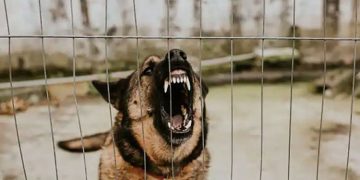 നായ കടിച്ചാൽ ചെയ്യേണ്ട പ്രഥമശ‍ുശ്രൂഷകൾ അറിയാം