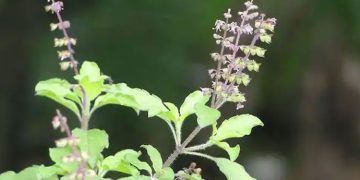 ഷുഗർ നിയന്ത്രിക്കാൻ തുളസിയില സഹായകമോ? അറിയാം…