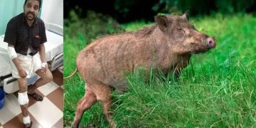 കാട്ടുപന്നി ബൈക്കിന് കുറുകെ ചാടി; വാഹനം മറിഞ്ഞ് രണ്ട് പേർക്ക് പരിക്ക്