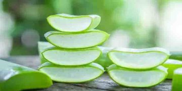 കറ്റാര്‍വാഴ ജ്യൂസ് കഴിക്കുന്നത് കൊണ്ടുള്ള ഗുണങ്ങള്‍; ഇതെങ്ങനെ തയ്യാറാക്കാമെന്നും നോക്കാം