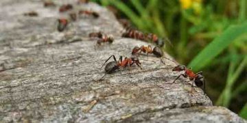 അങ്ങനെ ഉറുമ്പുകളുടെ എണ്ണവും എടുത്തു; ആകെയുള്ളത് 20,000,000,000,000,000 ഉറുമ്പുകൾ!