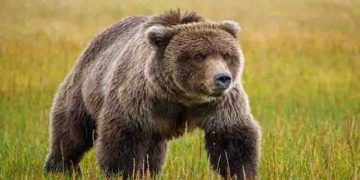 ഒമ്പത് വയസുള്ള കുട്ടിയെ കടിച്ചു കീറി കരടി, വെടിവെച്ച് കൊന്ന് ബന്ധു