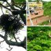 പക്ഷികളുടെ പ്രജനന കാലത്തിനുശേഷം മാത്രം മരംമുറി, ദേശീയപാത വികസന പ്രവർത്തികൾക്ക് താൽകാലിക അവധി