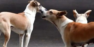 ഒറ്റപ്പാലത്ത് മദ്റസ വിദ്യാര്‍ഥിക്ക് തെരുവ്നായയുടെ കടിയേറ്റു, ആലുവയിലും ആക്രമണം