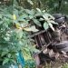 ഇടുക്കിയില് കെഎസ്ആര്ടിസി ബസ് താഴ്ച്ചയിലേക്ക് മറിഞ്ഞു, ബസിലുണ്ടായിരുന്നത് അറുപതോളം പേര്