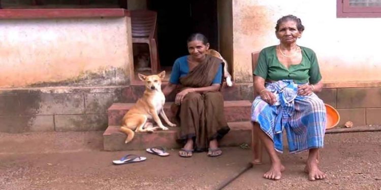 ‘നായ്ക്കളെ ഉപദ്രവിക്കുന്നവരോട് വെറുപ്പ് മാത്രം’; വീട്ടിൽ അഭയമേകി കാർത്ത്യായനി