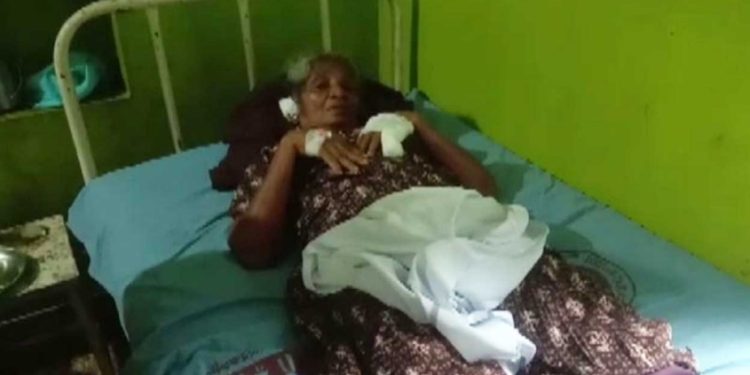 ആറ്റിങ്ങലില്‍ എട്ടു പേര്‍ക്ക് തെരുവുനായയുടെ കടിയേറ്റു; 70കാരിക്ക് ഗുരുതര പരുക്ക്