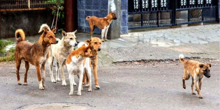 6 മണിക്കൂറില് കടിച്ചത് 26 പേരെ; പാലക്കാട്ട് ഭീതി പടര്ത്തി തെരുവ് നായ്ക്കളുടെ വിളയാട്ടം