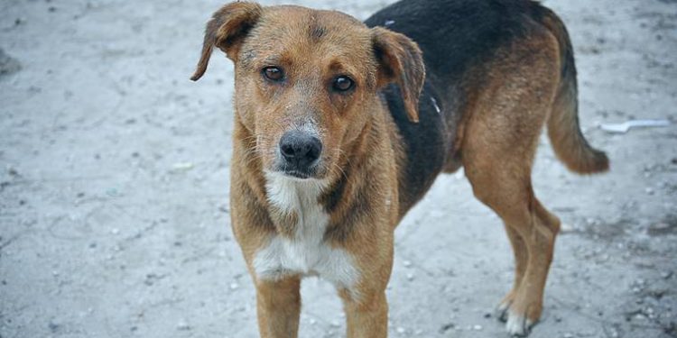 കോഴിക്കോട് തെരുവുനായ ആക്രമണം: 3 കുട്ടികള്‍ ഉള്‍പ്പടെ 5 പേര്‍ക്ക് കടിയേറ്റു