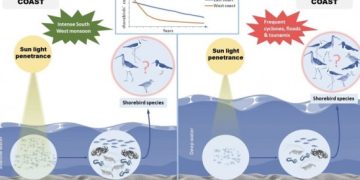 വരാതെയായി ദേശാടനക്കിളികൾ : പടിഞ്ഞാറൻ തീരത്ത്‌ ദേശാടനപ്പക്ഷികളുടെ എണ്ണം കുറയുന്നതായി പഠനം
