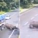 കാസിരം​ഗയിൽ കാണ്ടാമൃ​ഗത്തെ ഇടിച്ചുവീഴ്ത്തി ട്രക്ക്; നടപടിയെടുത്ത് അസം മുഖ്യമന്ത്രി, വീഡിയോയും പങ്കുവച്ചു