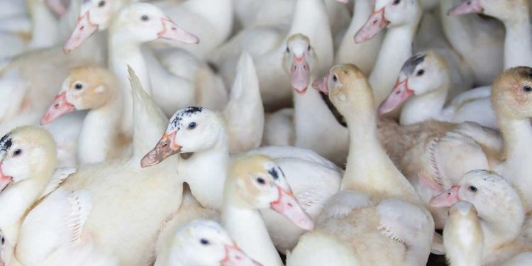 ആലപ്പുഴയില്‍ വീണ്ടും പക്ഷിപ്പനി; 20,471 പക്ഷികളെ കൊന്നൊടുക്കും