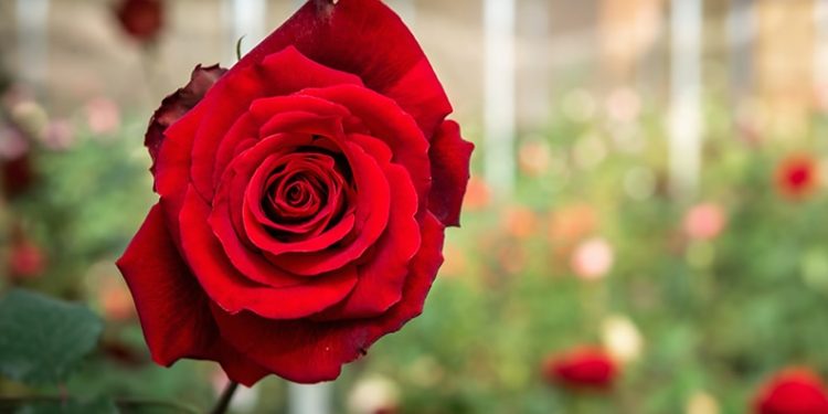 ‘തന്നെ വഞ്ചിച്ചല്ലോ…’; യഥാർത്ഥ ശ്രീദേവിയെ കണ്ട് ഭഗവൽ സിംഗ് പ്രതികരിച്ചത് ഇങ്ങനെ; സകല കഥകളും അതോടെ പുറത്ത്