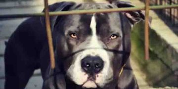 പിറ്റ്ബുൾ, റോട്ട്‌വീലർ, ഡോഗോ അർജന്റീനോ വേണ്ട; ഇവയെ വളർത്തുന്നത് നിരോധിച്ച് ഉത്തർപ്രദേശിലെ മുൻസിപ്പൽ കോർപ്പറേഷൻ