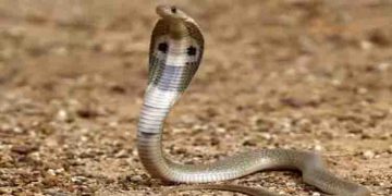 വീട്ടമ്മയുടെ മാലപൊട്ടിച്ച സംഘത്തെ പിടികൂടുന്നതിനിടെ പൊലീസുകാരന് പാമ്പു കടിയേറ്റു