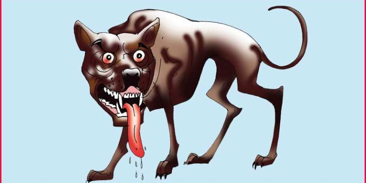 പേരാമ്പ്രയിൽ പേപ്പട്ടി വിദ്യാർത്ഥിയേയും വളർത്തുമൃഗങ്ങളേയും കടിച്ചു