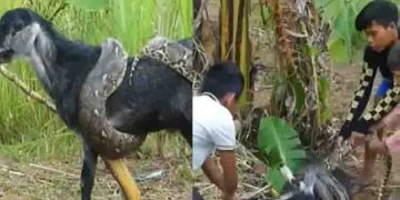 ആടിനെ ചുറ്റിവരിഞ്ഞ് പെരുമ്പാമ്പ്, തലയും വാലും പിടിച്ച് രക്ഷിച്ചെടുത്ത് മൂന്ന് കുട്ടികൾ