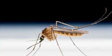 ചിക്കുൻ ഗുനിയയും ഡെങ്കിപ്പനിയും എങ്ങനെ വേര്‍തിരിച്ചറിയാം?