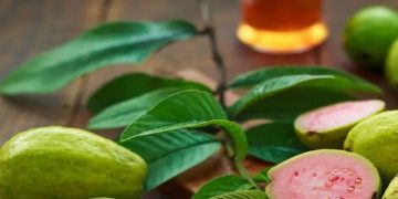 പേരയ്ക്ക കഴിച്ചാലുള്ള ആരോ​ഗ്യ​ഗുണങ്ങൾ ചെറുതൊന്നുമല്ല