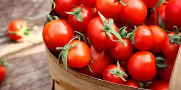 തക്കാളി കഴിച്ചാൽ ലഭിക്കുന്ന ആരോ​ഗ്യ​ഗുണങ്ങൾ ചെറുതൊന്നുമല്ല