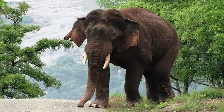 മറയൂരില്‍ വിനോദ സഞ്ചാരിയെ കാട്ടാന ചവിട്ടിക്കൊന്നു