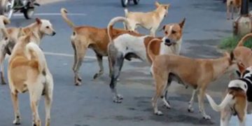 തെരുവ് നായ്ക്കള്‍ക്ക് ഭക്ഷണം നല്‍കുന്നവര്‍ അവയെ ദത്തെടുക്കണമെന്ന ആവശ്യം പ്രായോഗികമല്ല; സുപ്രീംകോടതി