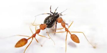 ചോറില്‍ ഉറുമ്പുണ്ടെന്ന് പരാതി പറഞ്ഞ ഭര്‍ത്താവിനെ ഭാര്യ സ്‌കാര്‍ഫ് കഴുത്തില്‍കുരുക്കി കൊന്നു