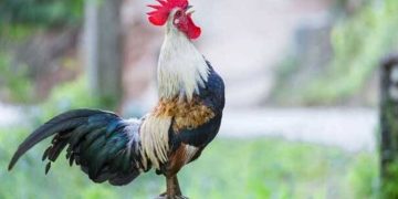 അയൽവീട്ടിലെ പൂവൻകോഴി പുലർച്ചെ അഞ്ചുമണിക്ക് കൂവുന്നു; പരാതിയുമായി ഡോക്ടർ പൊലീസ് സ്റ്റേഷനിൽ