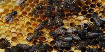 ‘എപിസ് കരിഞ്ഞൊടിയൻ’: 224 വര്‍ഷത്തിന് ശേഷം ഇന്ത്യയില്‍ നിന്ന് പുതിയ ഇനം തേനീച്ചയെ കണ്ടെത്തി