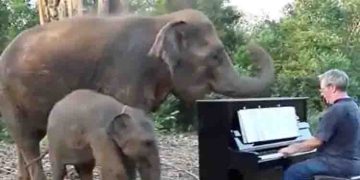 പിയാനോ വായിച്ച് സംഗീതജ്ഞൻ; ആസ്വദിച്ച് അമ്മയാനയും കുട്ടിയാനയും; വൈറലായി വീഡിയോ