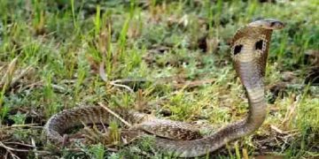 കടിച്ച മൂർഖൻപാമ്പിനെ തിരിച്ച് കടിച്ചുകൊന്ന് എട്ടുവയസുകാരൻ