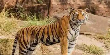 മീനങ്ങാടിയിൽ നാട്ടിലിറങ്ങി ഭീതി സൃഷ്ടിച്ച കടുവ ഒടുവിൽ കൂട്ടിലായി