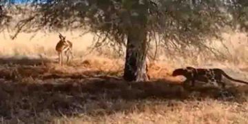 ഇരയെ പിടിക്കാനായി മറഞ്ഞിരിക്കുന്ന പുളളിപ്പുലി; വൈറലായി വീഡിയോ