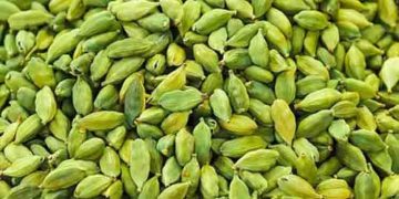 വിലത്തകർച്ചയിൽ നട്ടം തിരിഞ്ഞ് ഇടുക്കിയിലെ ഏലം കർഷകർ, തോട്ടം നശിപ്പിച്ച് പ്രതിഷേധം