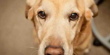 സേനയുടെ സ്നിഫര്‍ നായ ഗര്‍ഭിണിയായി; സംഭവത്തില്‍ അന്വേഷണം