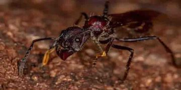 മനുഷ്യനെ ഏറ്റവും അധികം വേദനിപ്പിക്കുന്ന ആ പ്രാണി, കടിച്ചാല്‍ 24 മണിക്കൂറെങ്കിലും വേദന സഹിക്കണം!