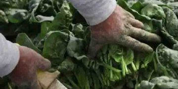 ലോകത്തിലെ ഏറ്റവും വില കൂടിയ ചീര, കിലോയ്‍ക്ക് രൂപ മൂവായിരം!