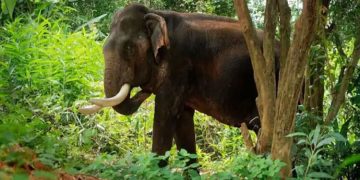 കാട്ടാനയോട് സ്നേഹം മൂത്ത് ലോറി നിര്‍ത്തി കരിമ്പ് കൊടുത്തി, ഡ്രൈവര്‍ക്ക് വന്‍തുക പിഴ