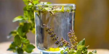 തുളസി വെള്ളം കുടിക്കുന്നത് ശീലമാക്കൂ, ​ഗുണങ്ങൾ അറിയാം