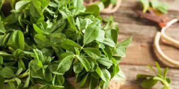 പ്രമേഹം മുതല്‍ കൊളസ്ട്രോള്‍ വരെ; അറിയാം ഉലുവയിലയുടെ ആരോഗ്യ ഗുണങ്ങള്‍…