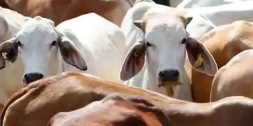 ചർമമുഴ രോഗത്തിൽ ആശങ്ക, ലക്ഷദ്വീപിൽ കന്നുകാലികളെ കശാപ്പ് ചെയ്യുന്നതിന് തൽക്കാലിക നിരോധനം